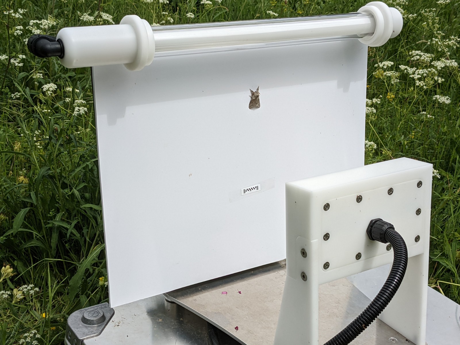 WildSense hero image