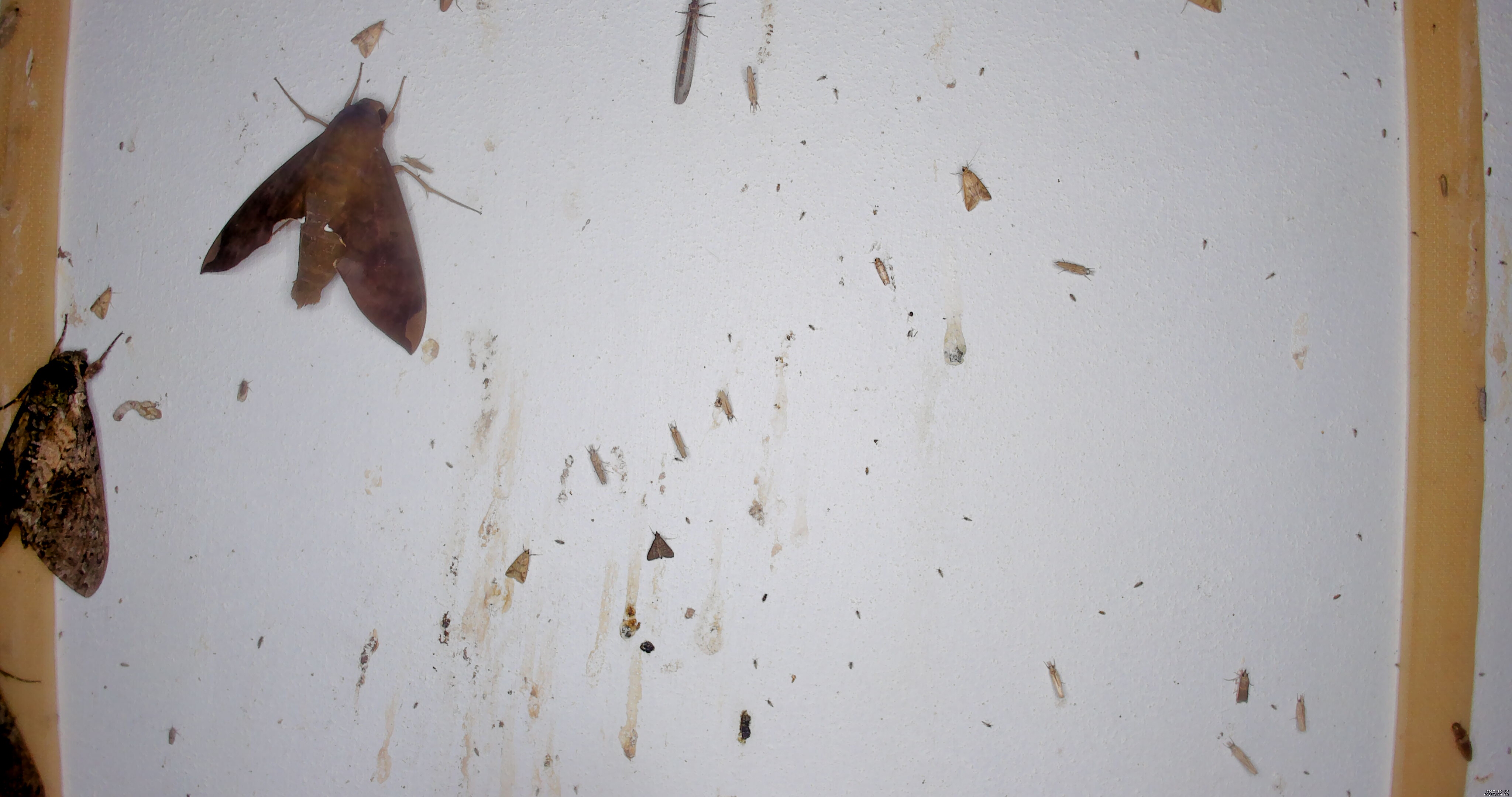 Anguilla – Shining a Light on Anguilla’s Moths – project image