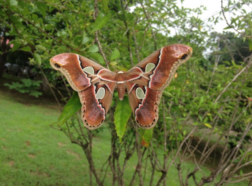 Costa Rica – Cloud Forest Biodiversity Monitoring – project image