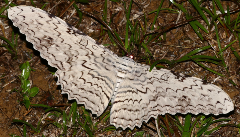 White Witch moth